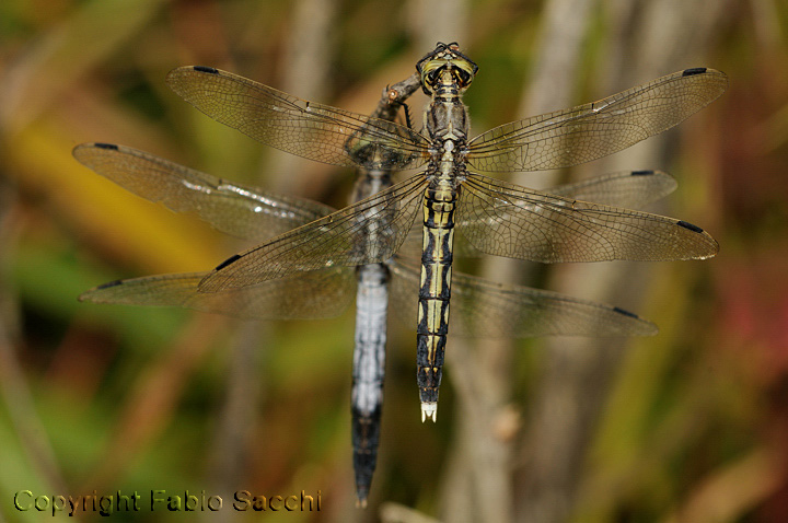 Orthetrum albistylum,sovrapposizione